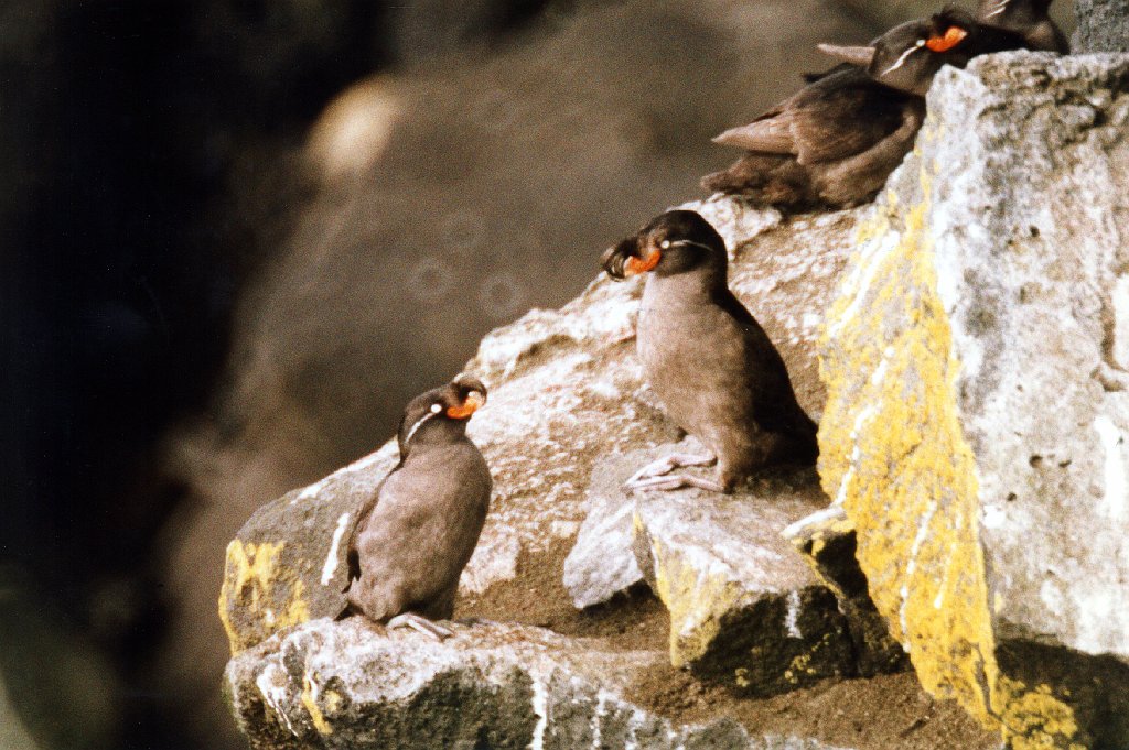 Auklet, Crested, St George Alaska 06-1996 B06P53I02.jpg - Crested Auklet